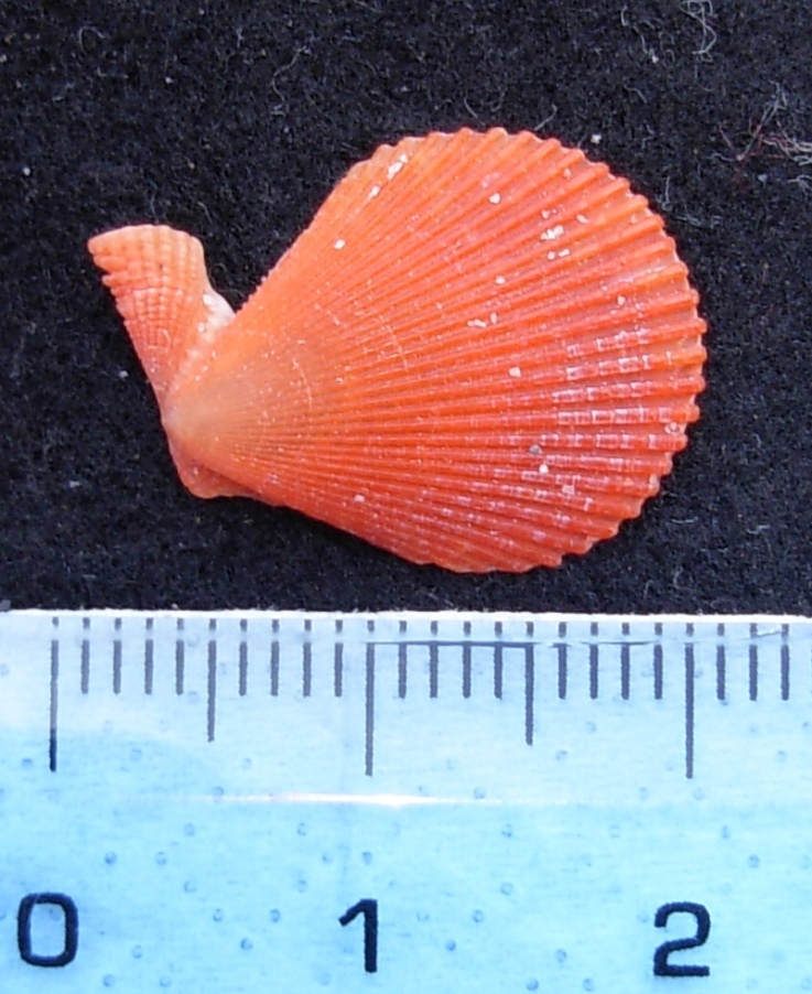 pecten vari
